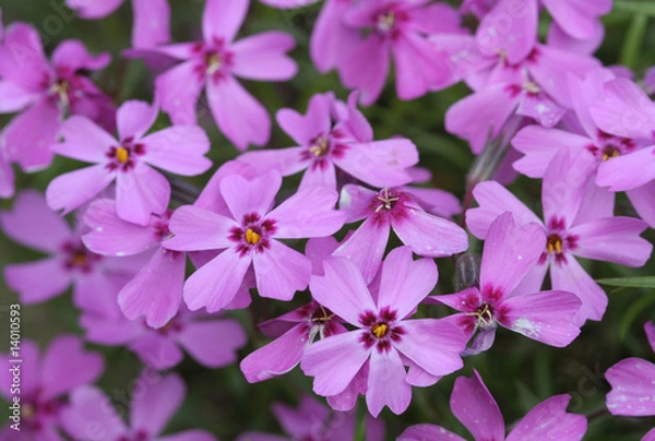 Fototapeta Rosa Phlox