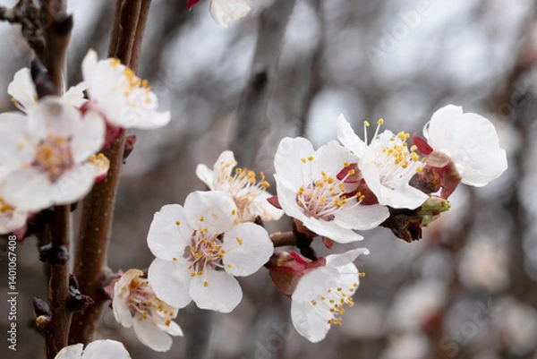 Obraz Spring Blossom. Cherry and Cherry Blossom Branches in Full Bloom