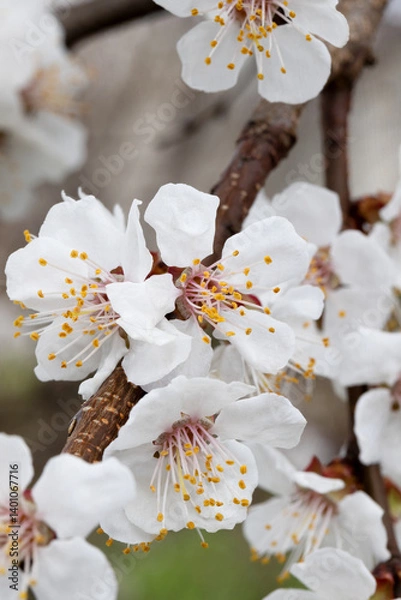 Obraz Spring Blossom. Cherry and Cherry Blossom Branches in Full Bloom