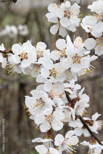 Obraz Spring Charm. Macro Shot of Cherry Blossoms