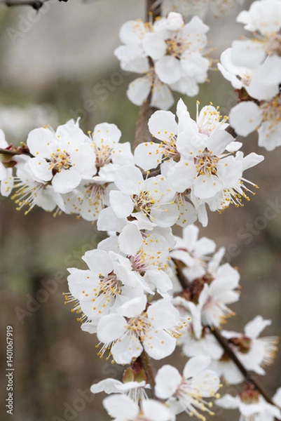 Obraz Spring Blossom. Cherry and Cherry Blossom Branches in Full Bloom