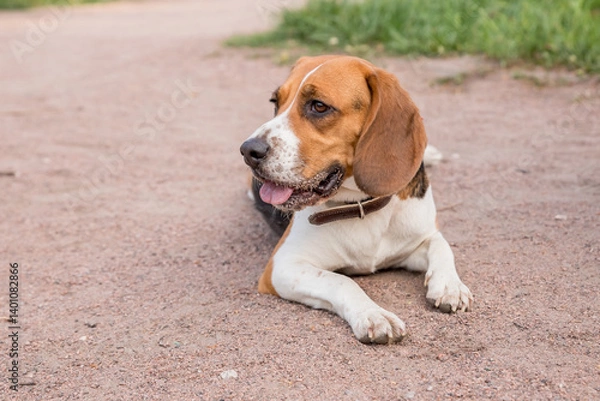 Fototapeta A serious Beagle lying on the ground. Cute beagle dog lying shows his tongue on the ground on green grass background. Puppy got tired during the walk and lay down to rest, close up
