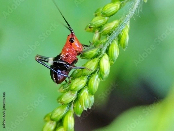 Fototapeta Red Conocephalus melanenus walking on green grass with blurred background 