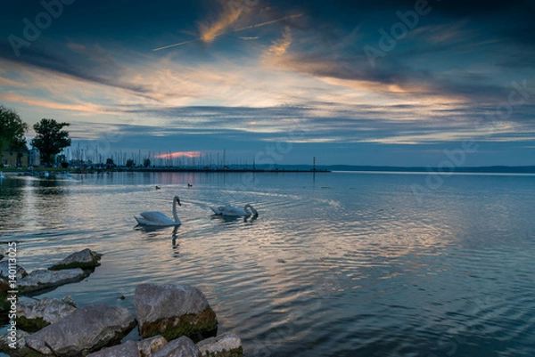 Fototapeta Swans on the lake Balaton in the night sky.