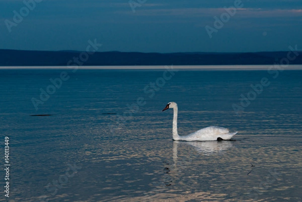 Fototapeta Swans on the lake Balaton in the night sky.