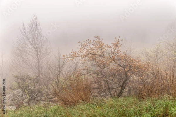 Obraz Trees in the fog