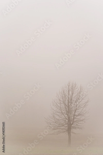 Obraz Trees in the fog