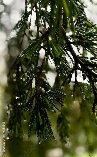 Obraz rain in the forest