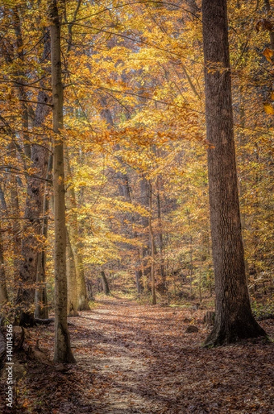 Obraz Autumn foliage