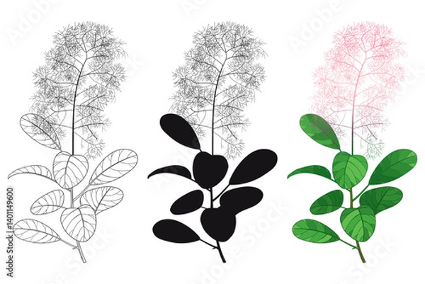 Obraz Set with outline Cotinus or Smoketree flowers and leaves in pink and black isolated on white background. 