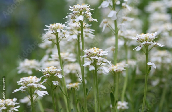 Obraz Schleifenblume