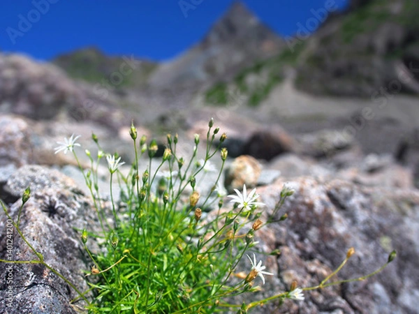 Obraz 高山植物イワツメクサと槍ヶ岳