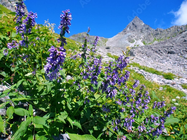 Obraz 槍ヶ岳と高山植物ミソガワソウ