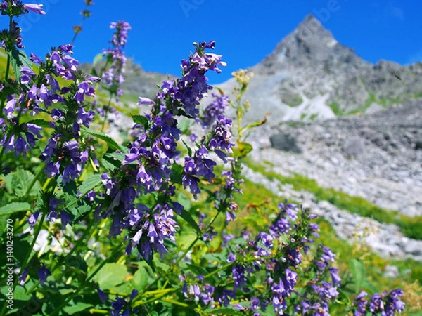 Obraz 槍ヶ岳と高山植物ミソガワソウ