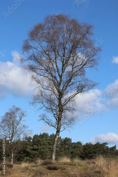 Obraz Lonely berch tree in early spring.