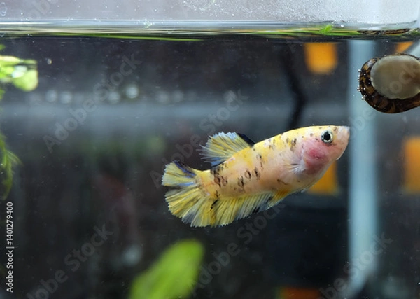 Fototapeta Female betta fish yellow with black and blue spots looking at snail in aquarium, selective focus, horizontal orientation.