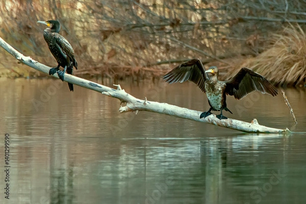 Fototapeta Cormorán en el río Guadalquivir, en el parque natural de Cazorla, Segura y Las Villas.