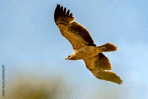 Fototapeta Águila Calzada en vuelo, en el parque natural de Cazorla, Segura y Las Villas.
