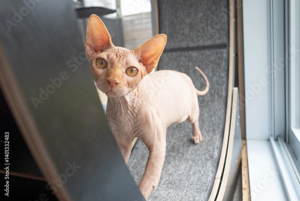 Fototapeta adorable pink sphynx cat standing in the threadmill wheel
