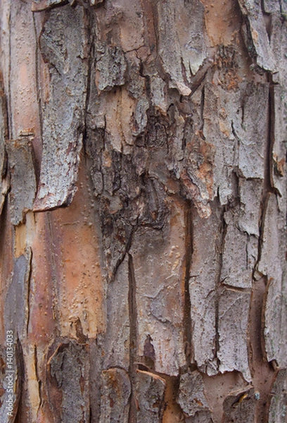 Fototapeta Tree bark for backgrounds