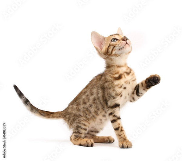 Obraz Bengal kitten