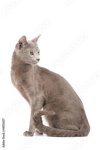 Obraz Profile of a russian blue cat