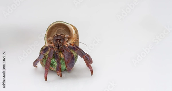 Obraz Unique hermit crab rests in a colorful shell on a plain white surface