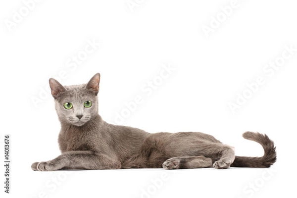 Obraz Portrait of a russian blue cat