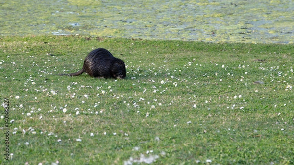 Fototapeta Nutria auf einer Wiese mit kleinen weißen Blumen