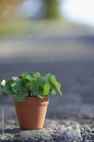 Obraz Flower pot with clover, close-up, selective focus