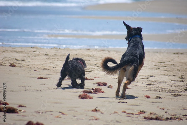 Obraz dogs playing on the beach