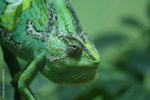 Fototapeta Desert Chameleon