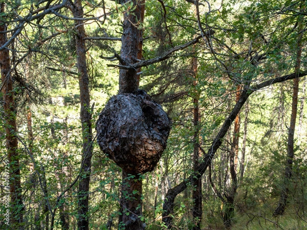 Fototapeta pine tree with big wound bulge in the Alps	
