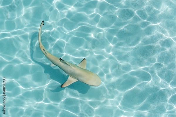 Fototapeta View of black tip reef shark with shadow at the soft sandy sea bottom in Maldives islands.