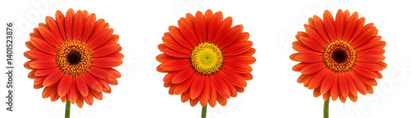 Obraz Red Gerbera Daisy Set On Transparent Background

