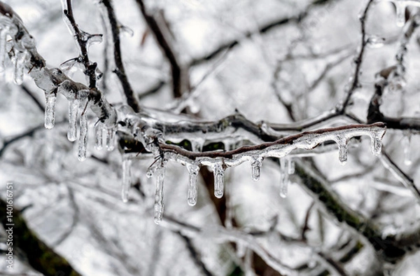 Fototapeta Winter ice on three branches

