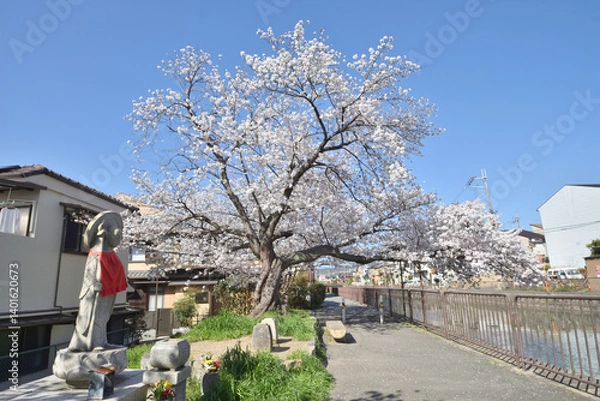Obraz 深草墨染町の桜