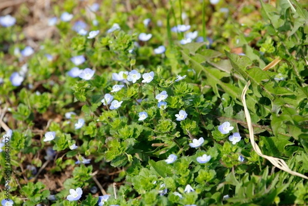 Obraz オオイヌノフグリ