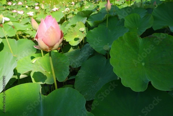 Obraz Beautiful Pink Lotus Flower with Lush Green Leaves in Bright Sunlight
