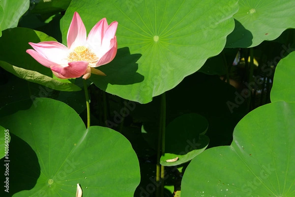 Obraz Beautiful Pink Lotus Flower with Lush Green Leaves in Bright Sunlight