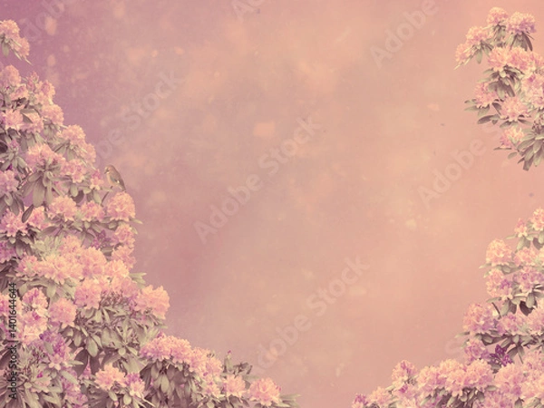 Fototapeta Rhododendron shrubs blooming background in red, flower borders, copy space