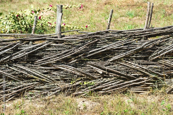 Fototapeta Old rustic wicker fence with Humulus lupulus plant. Traditional handmade wattle fence in the village