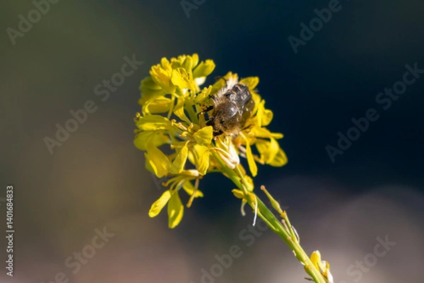 Fototapeta Small beetle on yellow wild flower called Annual bastard cabbage. Spring time in Greece.
