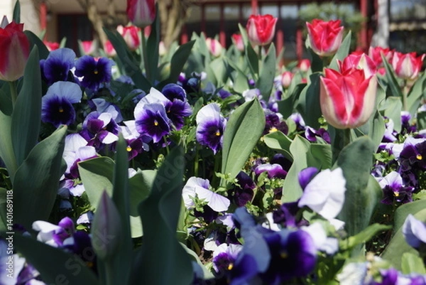 Fototapeta Frühlingsblumen