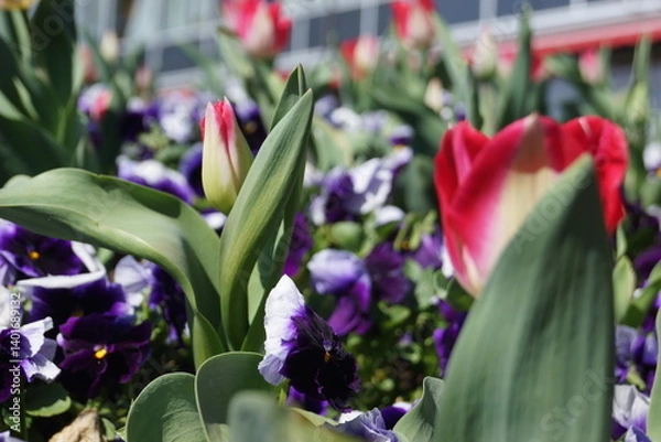 Obraz Frühlingsblumen