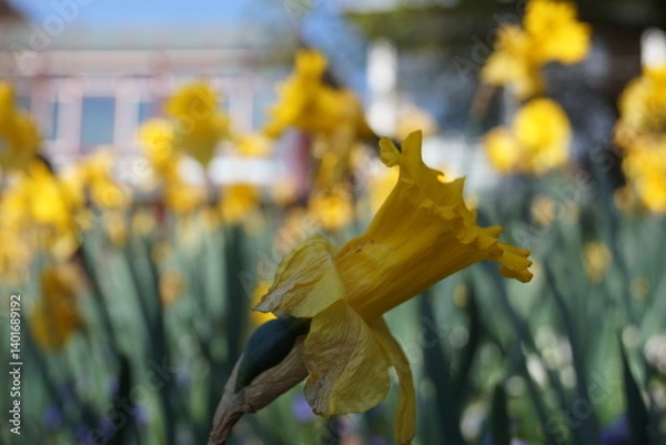 Fototapeta Frühlingsblumen
