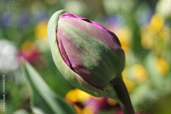 Fototapeta Frühlingsblumen