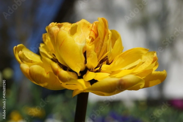 Fototapeta Frühlingsblumen