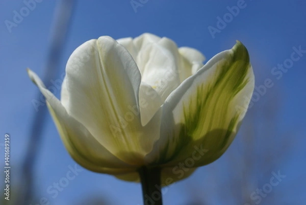 Obraz Frühlingsblumen