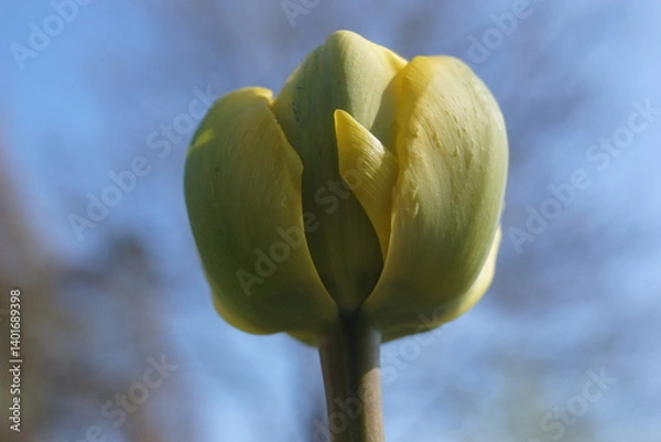 Obraz Frühlingsblumen